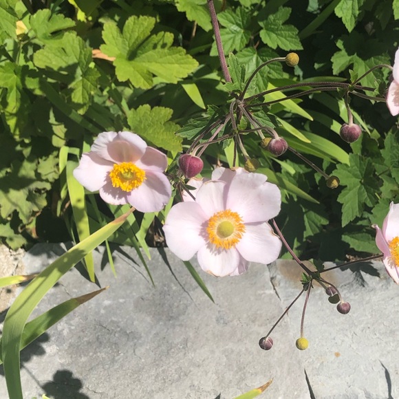 Meet your Posher, Vuka - Picture 1 of 1